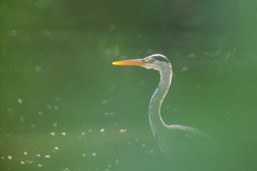 grey heron in a pond