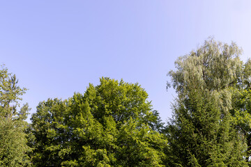 Obraz premium Forest with different trees in summer
