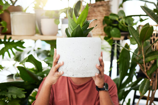 Garden, Plant And Woman With A Cactus In House For Growth, Development And Care For Plants, Leaves And Sunshine In Greenhouse. Gardening, Person And Holding An Aloe Houseplant In A Ceramic Pot