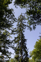 Forest with different trees in summer