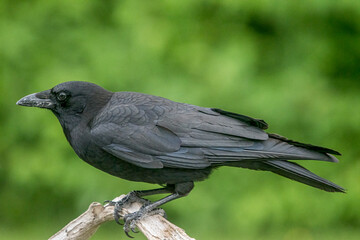 Common Crow perched in Summer