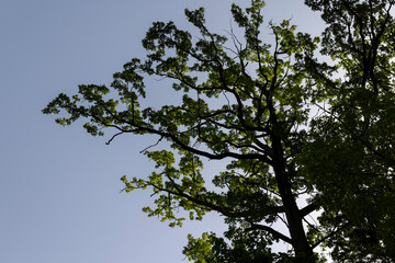 tall trees in the summer