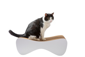 Funny cat is resting on a couch - scratching post isolated on a white background. Pet care concept. Scratching post for a cat. Design.