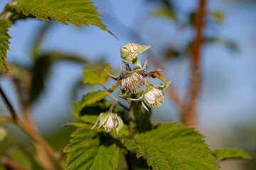 green raspberry bushes with unripe green berries