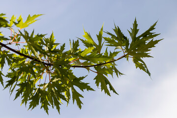 Tall maple tree in summer