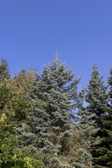 Fototapeta premium mixed forest with trees of different species in the summer season