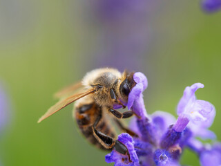 Honey bee (Apis mellifera) collecting pollen at violet flower. Bee pollinates lavender flower on blur background. Selective focus. Super macro. Extreme close-up. Organic BIO farming, back to nature.