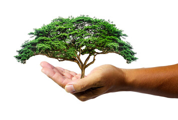 hands holding a plant on transparent background (png)