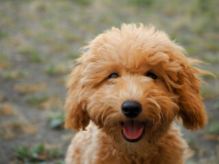 Miniature Poodle honey