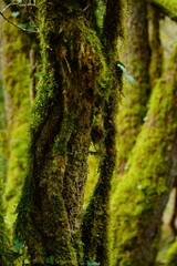 Liana covered with green moss on a tree trunk on the green wooden background