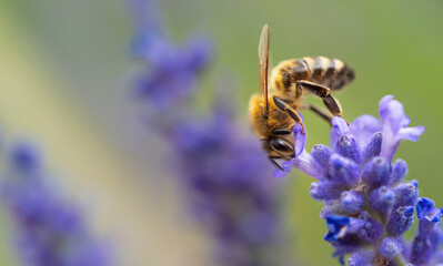 Honey bee (Apis mellifera) collecting pollen at violet flower. Bee pollinates lavender flower on...