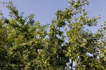 Apple harvest in the apple orchard
