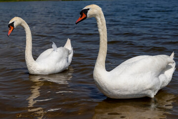 white swan floating on the river in sunny weather