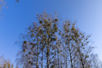 leafless birch trees in sunny weather in spring