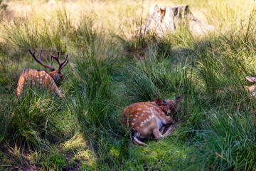 Deer resting in hot weather