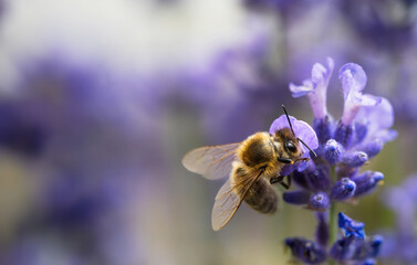 Honey bee (Apis mellifera) collecting pollen at violet flower. Bee pollinates lavender flower on blur background. Selective focus. Super macro. Extreme close-up. Organic BIO farming, back to nature. - obrazy, fototapety, plakaty