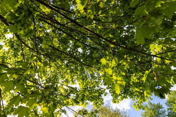 green foliage of maple trees in the spring season