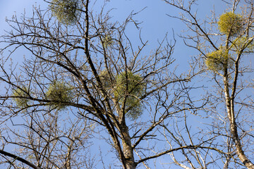 Trees covered with the mistletoe parasite in early spring