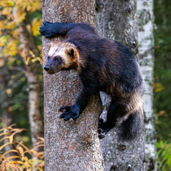wolverine on a tree, 