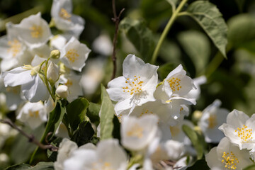 blooming white flowers jasmine bush in the spring season