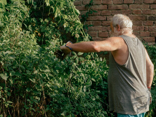 senior caucasian gardener pruning vines and trimming ivy, plants, branches and on a garden wall.