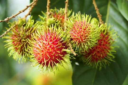 Rambutan fruit on a tree. 