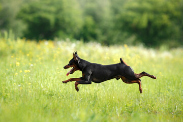 active small dog run on grass. Miniature Pinscher in nature. funny pet jumping 