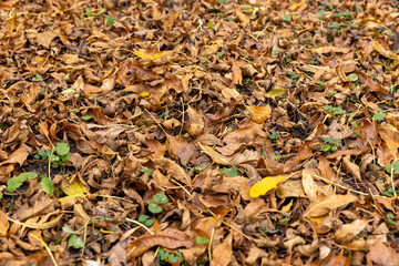 Orange maple foliage lies on the ground