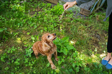 English Cocker Spaniel on the grass plays with the owner, the girl throws a wooden stick. Happy young dog.