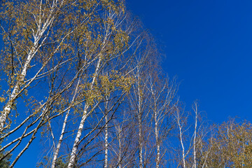 Birch grove with tall birch trees in autumn