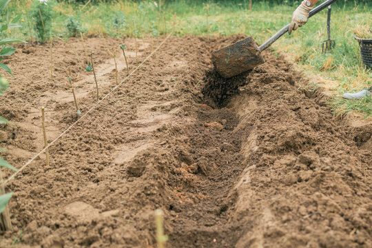 Female worker digs soil with shovel in the vegetable garden. Agriculture and tough work concept. High quality photo