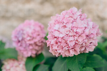 Amazing pink Hydrangea flowers in a garden.