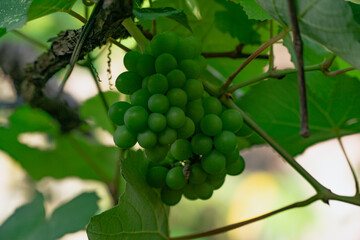 Green grapes hanging on vine in vineyard, harvest season