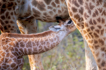 Giraffe calf drinking milk
