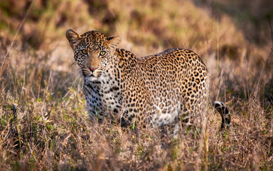 Beautiful leopard in South Africa
