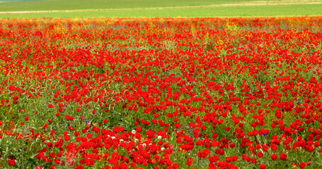 Beautiful flowering of poppies on the field