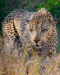 Big male leopard