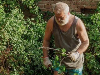 senior caucasian gardener pruning vines and trimming ivy, plants, branches and on a garden wall.