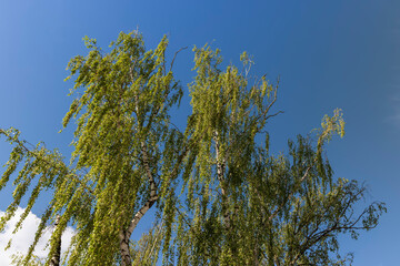 High birch tree in summer