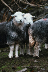 Herdwick sheep in the field at a farm