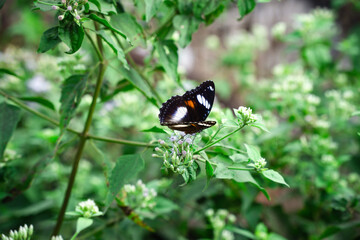 Hypolimnas bolina butterfly is perching on the green grass