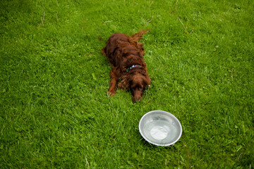 Adorable sad tired ginger setter dog is lying and relaxing on the green lawn grass after a walk. A...