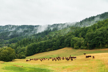 Fototapeta na wymiar Troupeau de vaches de race salers dans la montagne du Cantal