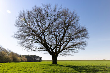 lonely growing oak without foliage in early spring