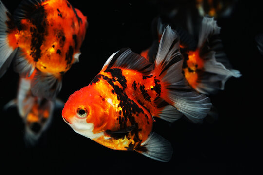 Group of Oranda Goldfish swimming in aquarium