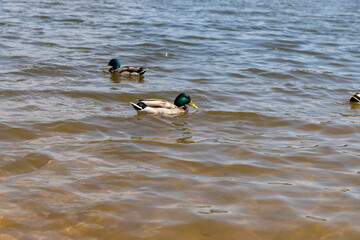 ducks swimming in the lake in the summer