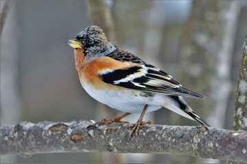 Pinson du Nord (Fringilla montifringilla), Neuchâtel, Suisse.