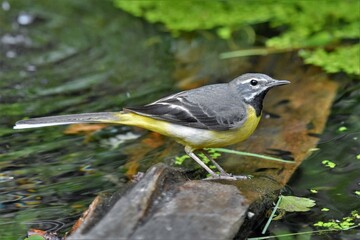Bergeronnette des ruisseaux (Motacilla cinerea), Neuchâtel, Suisse.