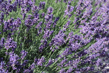 Obraz premium lavender field in region