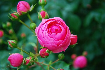 Obraz na płótnie Canvas Discount rose with pink red flowers - varieties , Pomponella